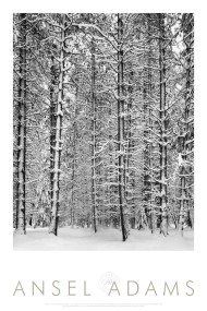 Pine Forest in Snow, Yosemite National Park, California, 1932