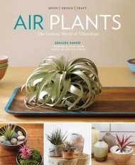 Air Plants